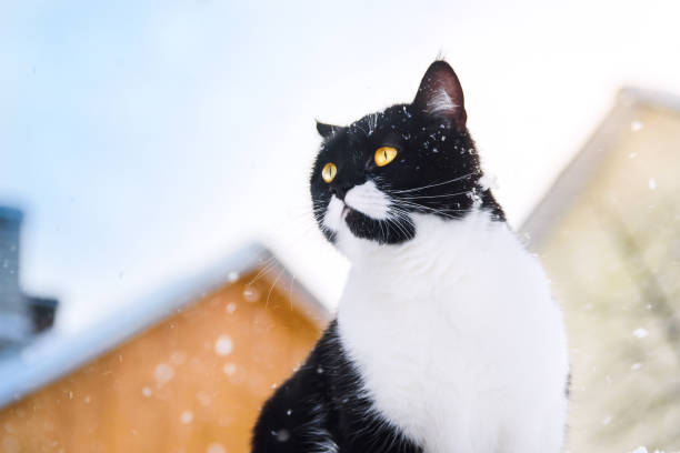 istock The cat sits on a roof during snowfall. Winter day. 914564084