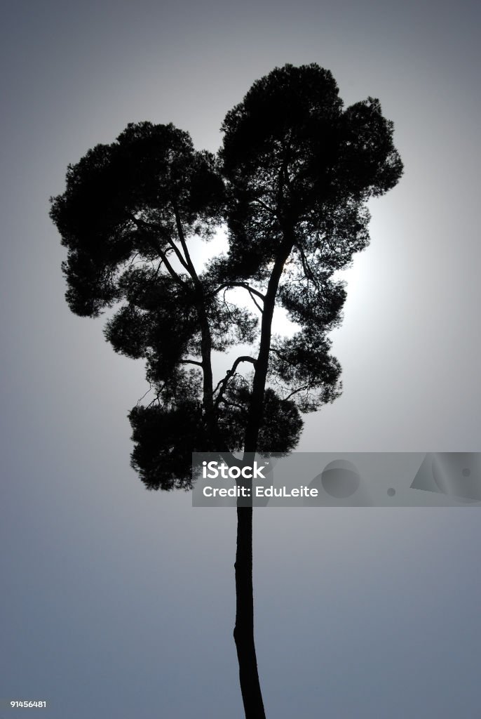 Baum Silhouette - Lizenzfrei Aufprall Stock-Foto