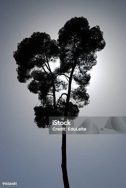 Baum Silhouette Stockfoto und mehr Bilder von Aufprall - Aufprall, Biegung, Blau