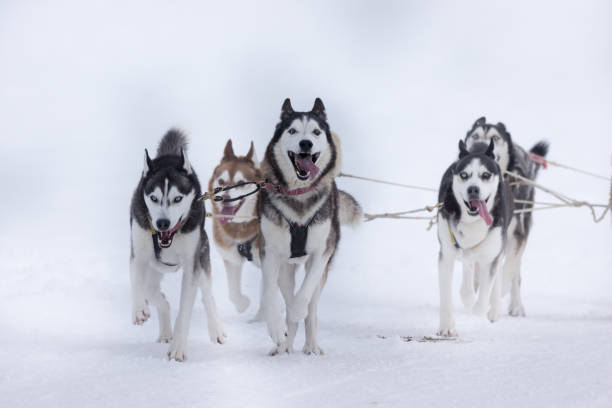 istock Siberian Huskies in a sleddog race 914564890