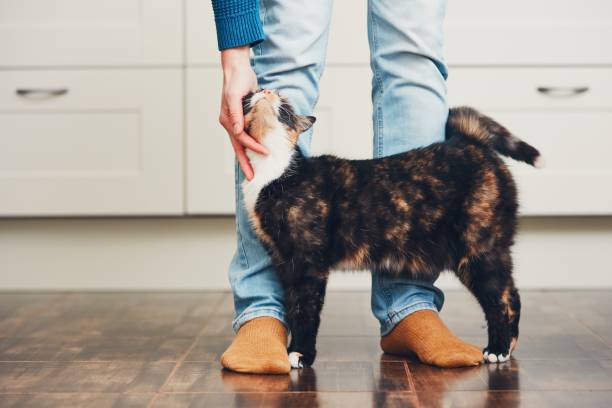 hombre y lindo gato - pierna humana fotografías e imágenes de stock