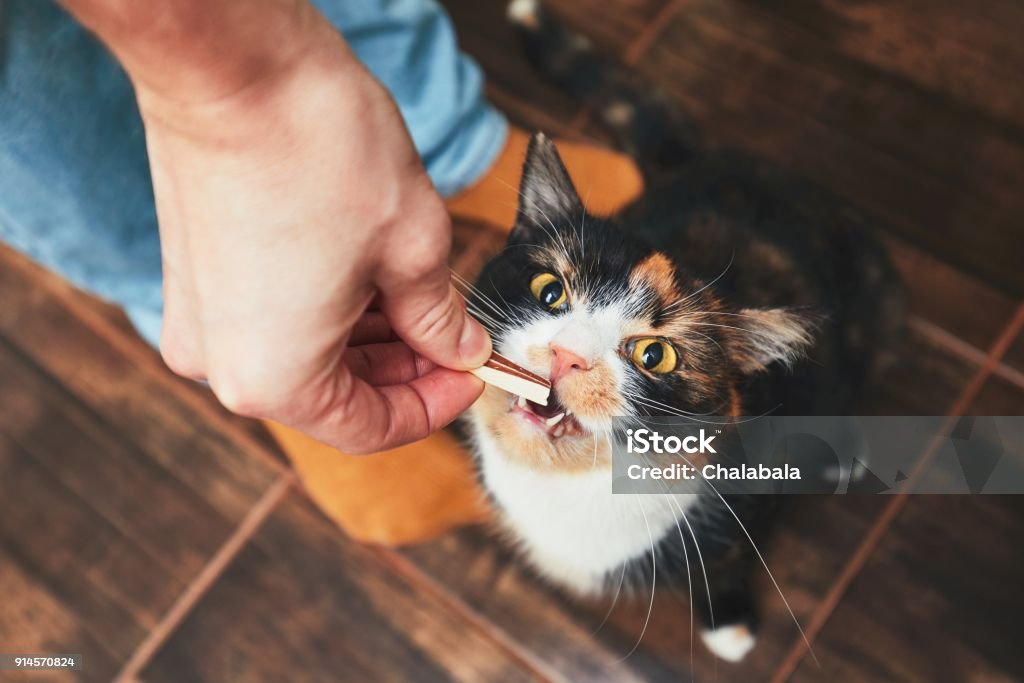 Snack for cat Domestic life with pet. Young man gives his cat meat snack. Domestic Cat Stock Photo