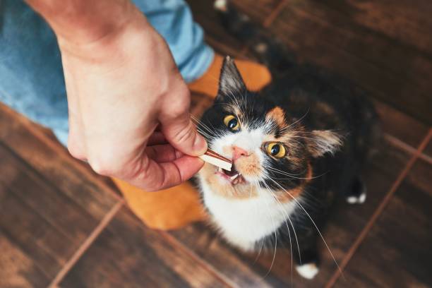 Snack for cat Domestic life with pet. Young man gives his cat meat snack. cat family stock pictures, royalty-free photos & images