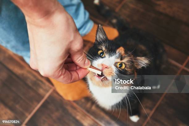 Snack For Cat Stock Photo - Download Image Now - Domestic Cat, Snack, Eating