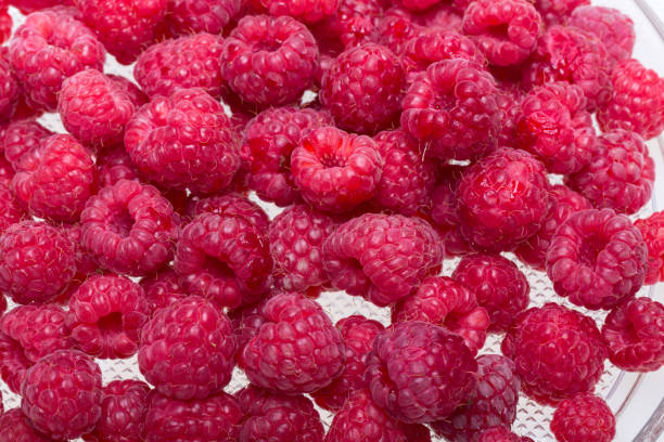 istock A beautiful selection of freshly picked ripe red raspberries. 914571308