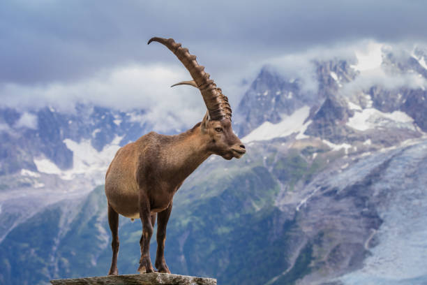 Ibex Range Of Mont Blanc French Alps Stock Photo - Download Image Now -  Goat, Mont Blanc, Alpine climate - iStock