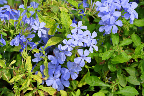 istock Close-up Purple Flowers in the Field 914575196