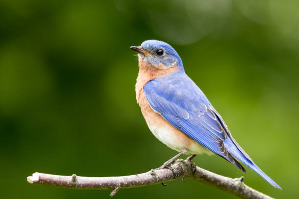 istock Eastern Bluebird (Sialia sialis) male perched with soft simple background 914576454