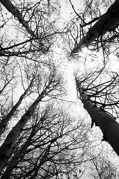 istock abstract autumn aspen tree canopy in black and white 91457787