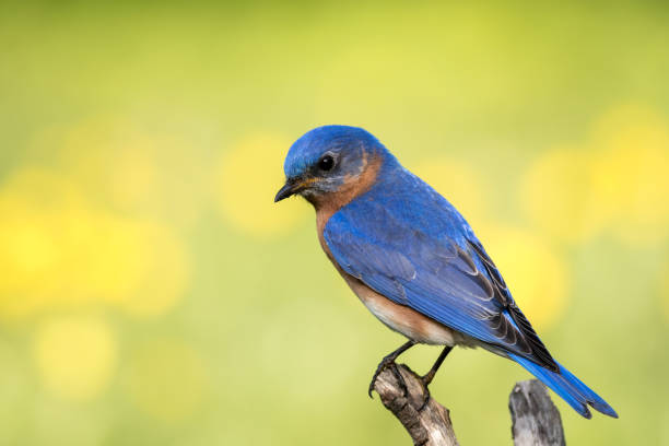 istock Eastern Bluebird (Sialia sialis) male perched with soft simple background 914578806