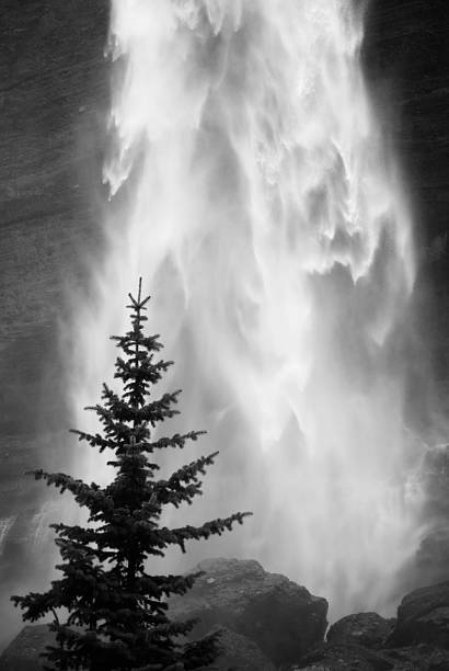 paysage de cascade arbre noir et blanc - white black tree fog photos et images de collection