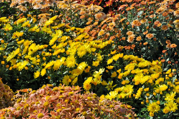 istock yellow chrysanthemums at suuny day 914583450