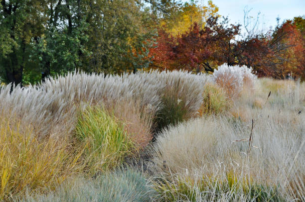 istock Miscanthus sinensis at autumn, landscape 914583542