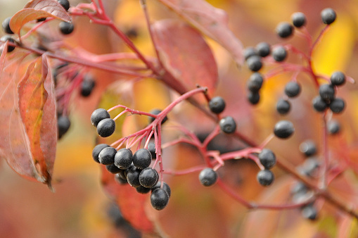 swida, dogwood red leaves and black berries at wild