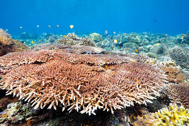 istock Hyacinth Table Coral with Pyramid Butterflyfishes and Damsels 91458540