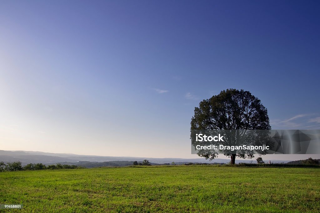 Krajobraz z drzewa - Zbiór zdjęć royalty-free (Bez ludzi)