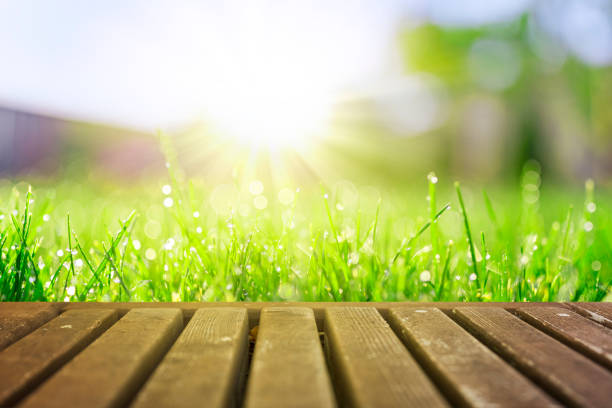 Wet grass field with wooden deck in sunny morning