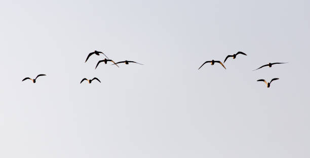 istock a flock of seagulls in the sky at sunset 914590984
