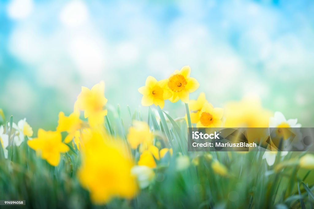 Multi colored daffodils spring blossom Spring flowers blossom against sunny blue sky Springtime Stock Photo