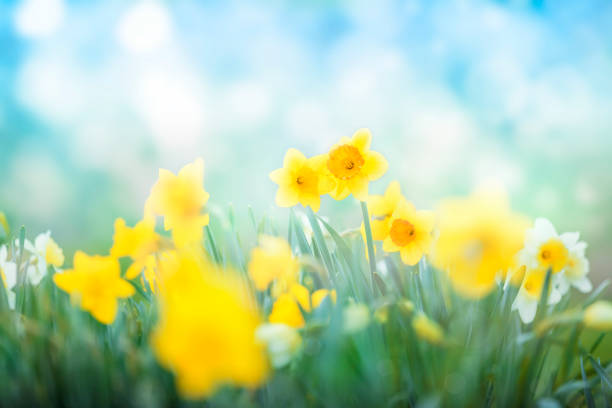 Multi colored daffodils spring blossom Spring flowers blossom against sunny blue sky narcissus mythological character stock pictures, royalty-free photos & images