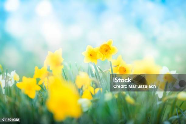 Multi Colored Daffodils Spring Blossom Stock Photo - Download Image Now - Springtime, Daffodil, Backgrounds