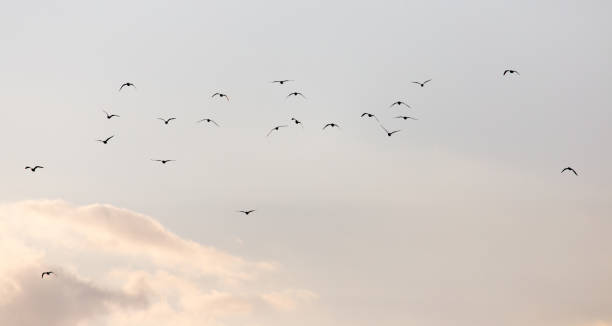 istock a flock of seagulls in the sky at sunset 914594536