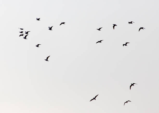 istock a flock of seagulls in the sky at sunset 914594578