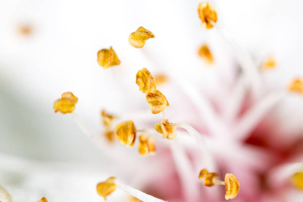 yellow pollen in a white flower. macro .