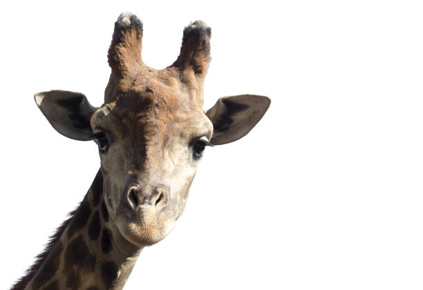 istock Portrait of a giraffe on a white background 914599126