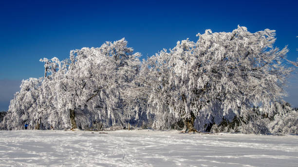 아름 다운 얼음 밤나무 삼림에 덮여. - cross country skiing black forest germany winter 뉴스 사진 이미지