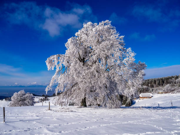 아름 다운 얼음 밤나무 삼림에 덮여. - cross country skiing black forest germany winter 뉴스 사진 이미지