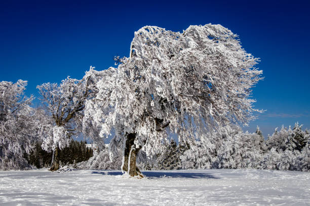 아름 다운 얼음 밤나무 삼림에 덮여. - cross country skiing black forest germany winter 뉴스 사진 이미지