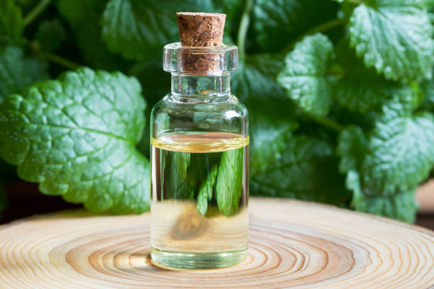 istock A bottle of melissa (lemon balm) essential oil with fresh 914602660