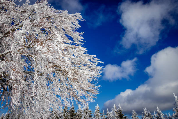아름 다운 얼음 밤나무 삼림에 덮여. - cross country skiing black forest germany winter 뉴스 사진 이미지