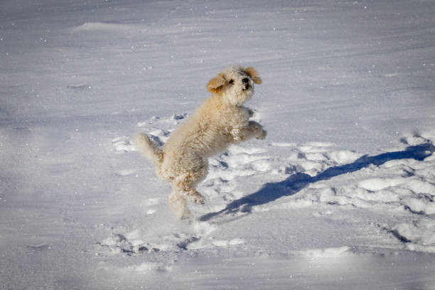 istock An extremely cute puppy golden doodle playing with snow balls. 914605382