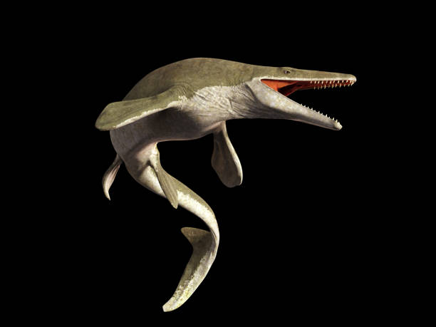 istock Mosasaurus, 17m aquatic lizard, between 70 and 66 million years ago (3d illustration isolated on black background) 914605430