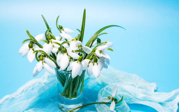 istock Snowdrop flowers in a vase on blue background 914605460