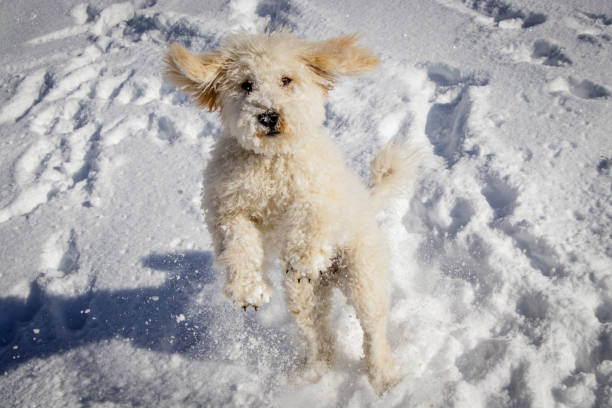 An extremely cute puppy golden doodle playing with snow balls.