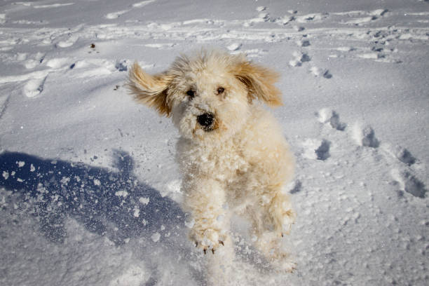 istock An extremely cute puppy golden doodle playing with snow balls. 914605780