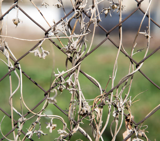 istock dry climber on a metal fence as a backdrop 914605856