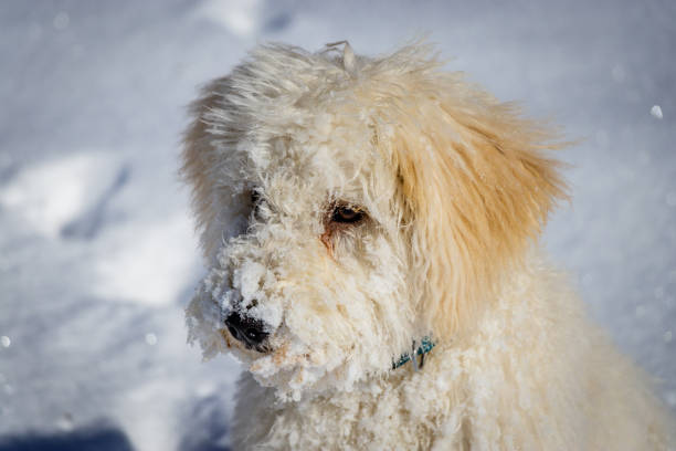 istock An extremely cute puppy golden doodle playing with snow balls. 914605894
