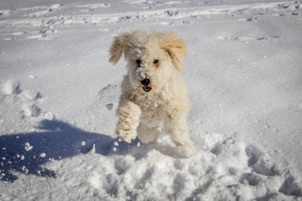 istock An extremely cute puppy golden doodle playing with snow balls. 914606286