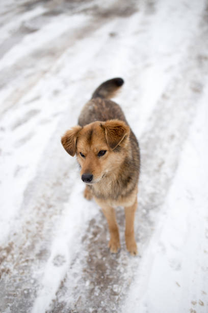 istock dog portrait outdoors in winter 914609518