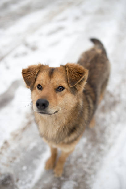 istock dog portrait outdoors in winter 914609572