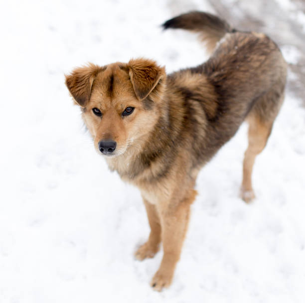 istock dog portrait outdoors in winter 914609622