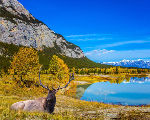 istock Shore of Abraham Lake 914609816