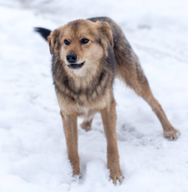 istock dog portrait outdoors in winter 914612266