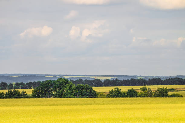 istock Summer countryside landscape with a green young wheat field. Cereal fields. Typical forest-steppe relief of the Belgorod region, Russia. 914612458