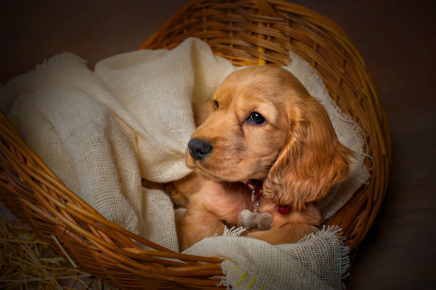 istock English cocker spaniel dog in a basket 914613344