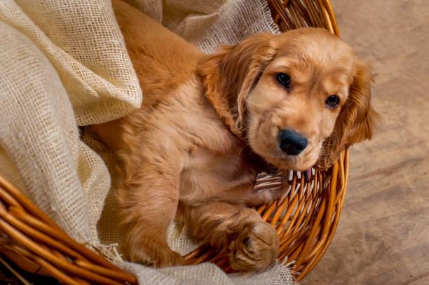 istock English cocker spaniel dog in a basket 914613364